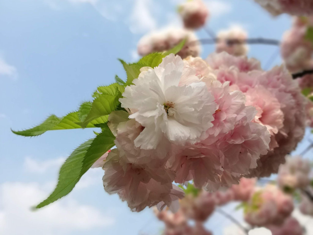 イチヨウ（一葉）桜