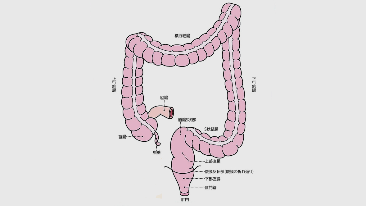 大腸の部位の名前