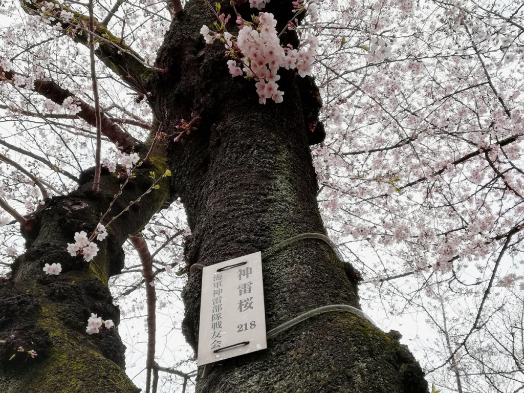 靖国神社の御神門を入って右の二番目の桜の木