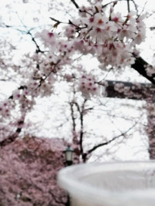 2019年靖国神社の桜まつり