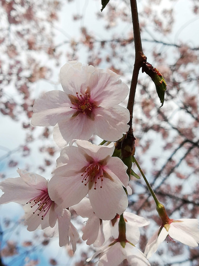 2019年靖国神社の桜まつり
